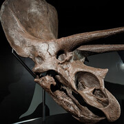 COSI Columbus' Dynamic Hands-On Science Center