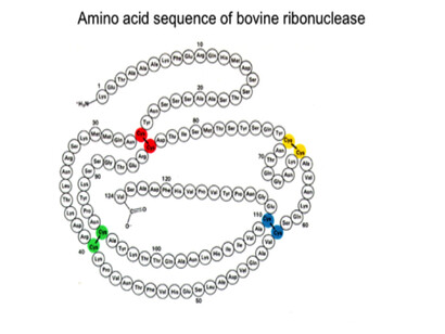 Amino acid sequence