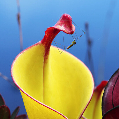 Zancudo atraído por planta de Heliamphora. Foto: Charles Brewer Carias