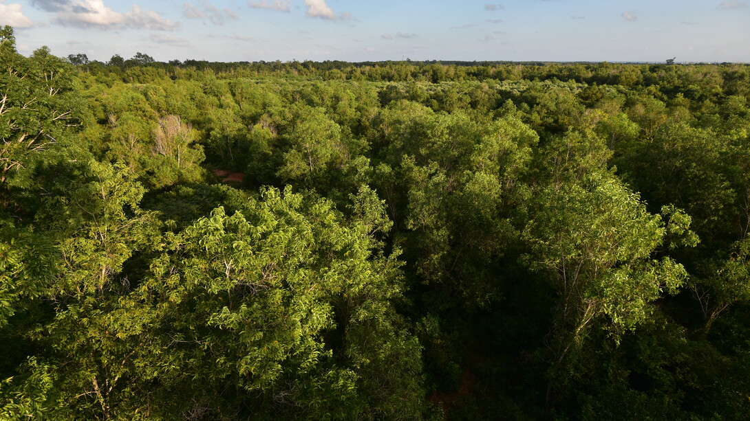 Part of the forests regenerated by Auroville's residents © Ashish Kothari