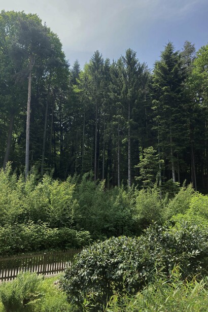 Il giardino della casa di Auden, foto di Flavius Roversi