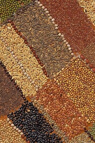 Mosaic of foodgrains from dryland Telangana, Southern India © Ashish Kothari