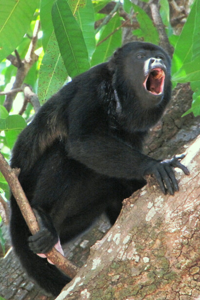 Mono aullador o congo («Alouatta palliata»). Foto: Eduardo Carrillo Jiménez