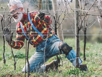 Marco Simonit tra i vigneti di Napa Valley