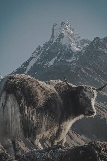 A yak in the Himalayas represents the native fauna