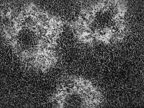 Fusarium #1, 2015, Copper plate etching, Rives BFK White paper, Black and Cobalt Blue Charbonnel. Edition 1/8 + 2 AP. Image: 3 x 4 inches, Paper: 9 x 9 inches