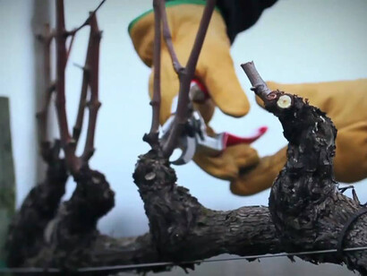 Dimostrazione pratica della potatura su cordone speronato