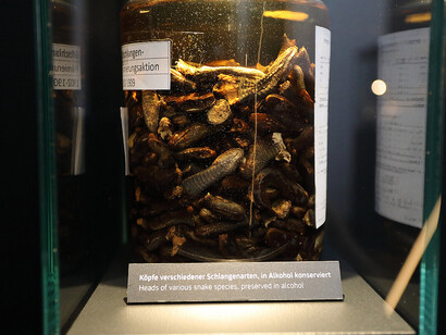 Faszinierende schätze, ausstellungsansicht. Mit freundlicher genehmigung des Naturkundemuseums