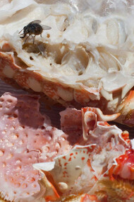 Wolfgang Tillmans, Astro crusto