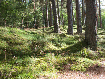 Foresta