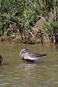Dunlin in breeding plumage, Titchfield Haven © Gehan de Silva Wijeyeratne