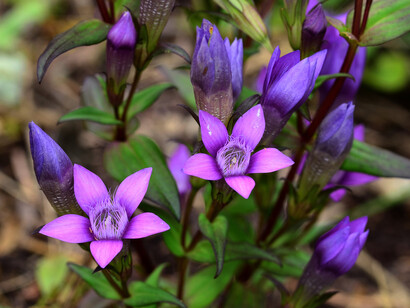Fiori di Bach. Gentian (Gentiana amarella) è raccomandato alle persone che vivono stati di scoraggiamento, di dubbio e apatia