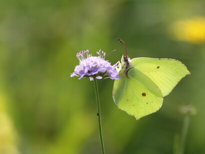Brimstone backlit and with space for artistic use in book design © Gehan de Silva Wijeyeratne