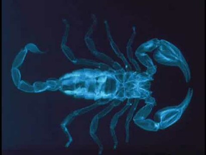 Scorpione 