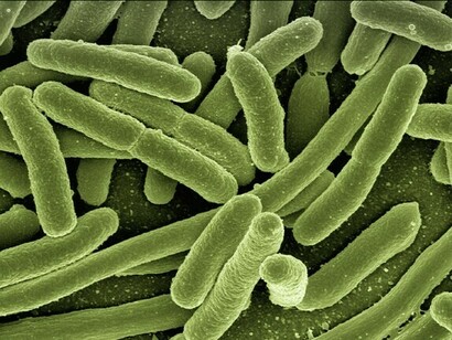 Die Bakterien in unserem Darm enthalten weitaus mehr proteinkodierende Gene (Millionen) als die menschlichen Zellen