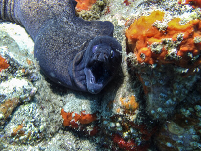 Morena en la Cueva del Palmar. Tenerife. Foto: Ramón Pérez 