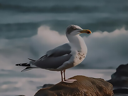A seagull perched gracefully on a rock embodies the essence of freedom in the embrace of nature