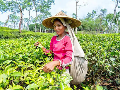 A woman harvesting tea leaves in the tea plantations