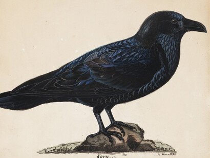 Wilhelm von Wright: Raven, 1835. Finnish National Gallery / Ateneum Art Museum, coll. Aune Lindström. Photo: Finnish National Gallery / Ainur Nasretdin
