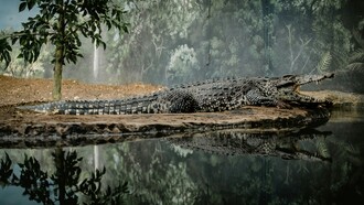 Il coccodrillo del Nilo (Crocodylus niloticus) è un rettile acquatico dell'ordine Crocodylia, diffuso in gran parte dell'Africa
