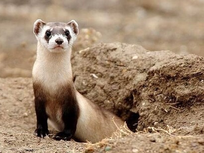 Puzzola dai piedi neri