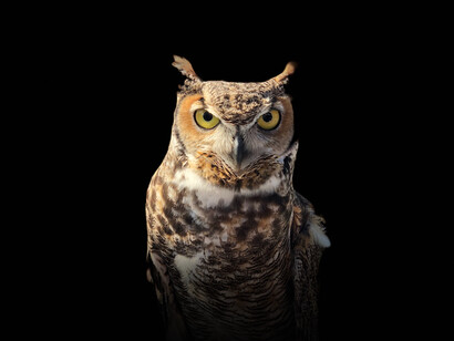 El búho, animal nocturno que simboliza la sabiduría. Según la mitología griega, la diosa de la sabiduría y la guerra, se hacia acompañar por un búho