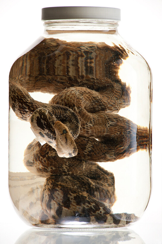 Herpetology. Courtesy of Royal BC Museum 