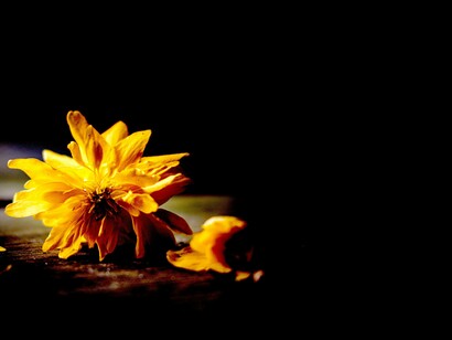 Uma singela homenagem no seu centenário