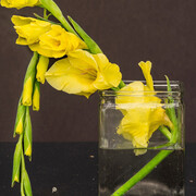 James Henkel, Yellow glad, 2023. Courtesy of Tracey Morgan Gallery