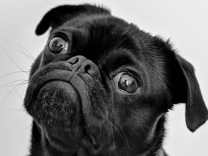 Un cane mi ha consegnato la posta, oltre le valli, di là dalle colline, attraversando sentieri sconnessi e ardui