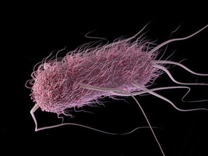 Schéma d'Escherichia coli