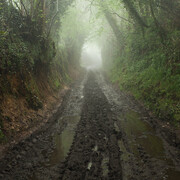 Oliver Sears Gallery