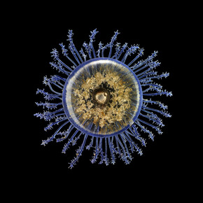 Leopold & Rudol Blaschka, Porpita meditteranea. Guido Moca co © 2013 With the courtesy of the Natural History Museum of Geneva,Switzerland