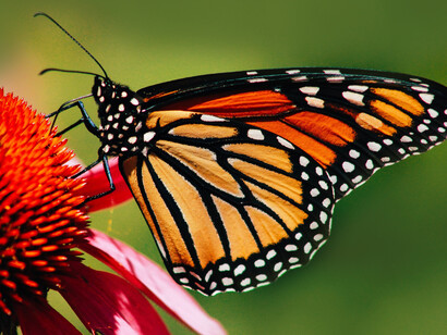 Señala que un ínfimo acontecimiento como el aleteo de una mariposa acaecido en un momento o en una situación determinada en un lugar o país, se puede sentir al otro lado del mundo