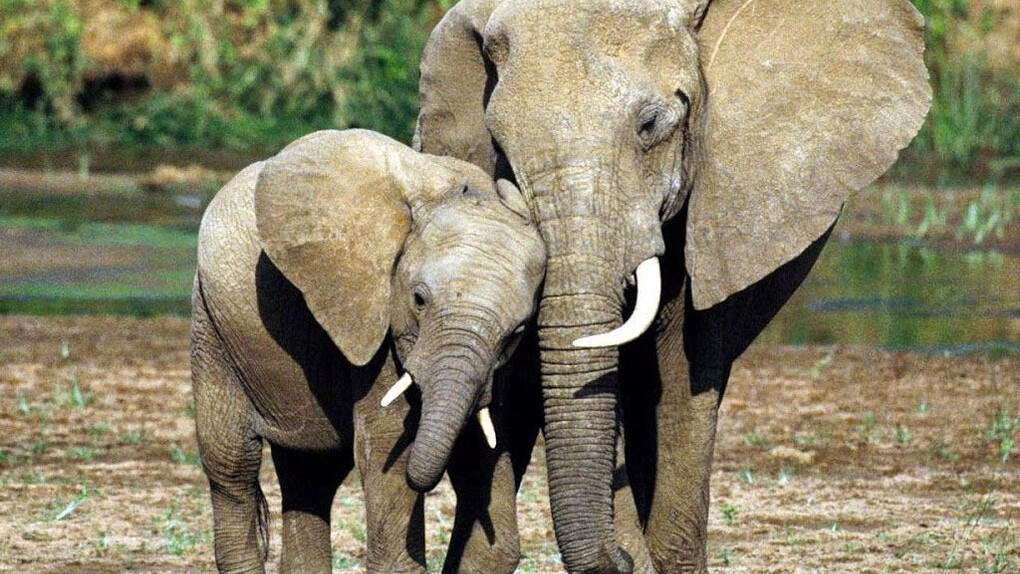 Una nonna elefante con un cucciolo
