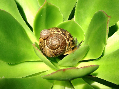 Un caracol entre las hojas de una planta