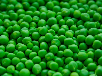 Mendel experimenta con la hibridación en guisantes