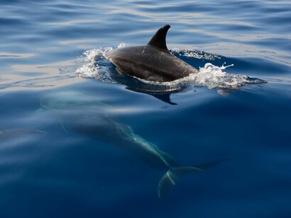 Delfini nelle acque di Tenerife