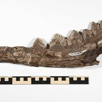 Fossil Mammals. Courtesy of Museum für Naturkunde