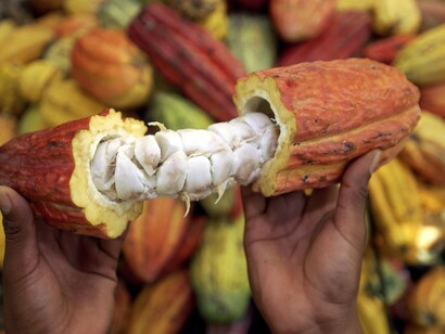  La cabossa, il frutto, funge da forziere di colore giallo rossastro e protegge al suo interno le fave
