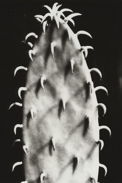 Aenne Biermann. Courtesy of Museum Ludwig