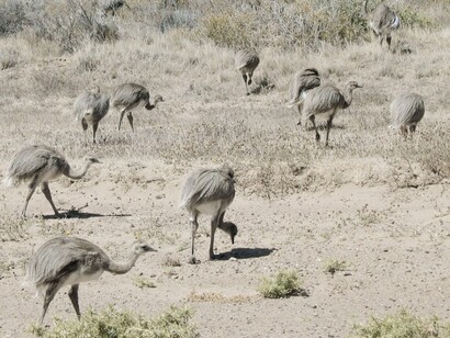 A pesar del esfuerzo comunitario, los suris se mantienen en peligro de extinción