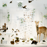 BiodiverseCity? Exhibition view. Courtesy of Estonian Natural History Museum