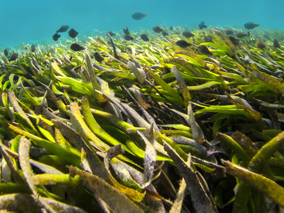 Salt water is abundant, thus we must look for food sources thriving on it