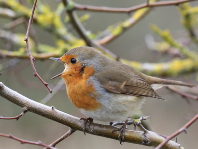 Robins sing throughout the year to maintain territories © Gehan de Silva Wijeyeratne