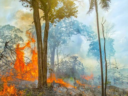 Além do impacto direto, as queimadas comprometem a diversidade da fauna, prejudicando ciclos reprodutivos e a oferta de alimentos