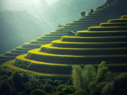 The beautiful, green, unspoiled fields of green rice growing, in Thailand