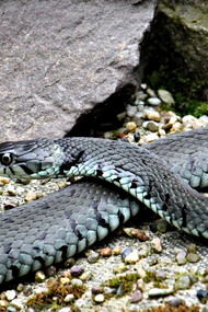 Il serpente, colui che risveglia la conoscenza e simbolo della ciclicità della vita