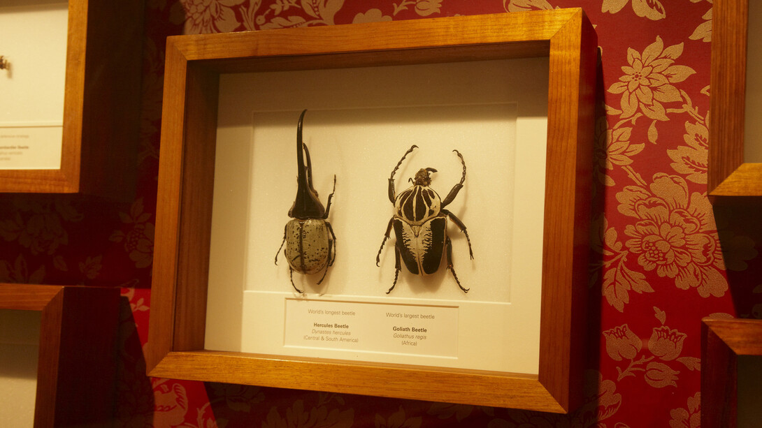 Bugs alive! Exhibition view. Courtesy of Melbourne Museum