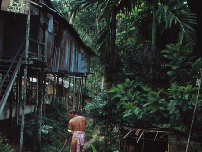 Scorci di vita nella foresta del Kalimantan